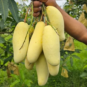 কলা আম (২২ কেজি) মূল্য: ৩,৩৫০ টাকা